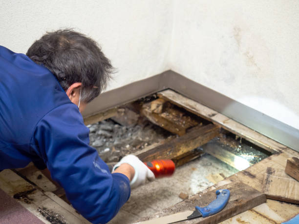 Best Post-Flood Mold Remediation in Delevan, NY