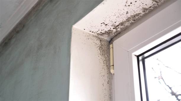 Best Insurance-Related Mold Remediation in Delevan, NY