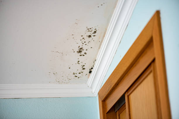 Best Residential Mold Remediation in Delevan, NY