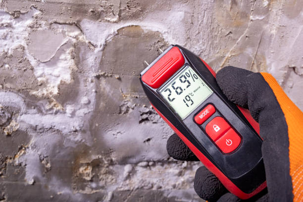 Trusted Delevan, NY Mold Remediation Experts