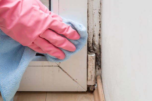 Best HVAC Mold Remediation in Delevan, NY