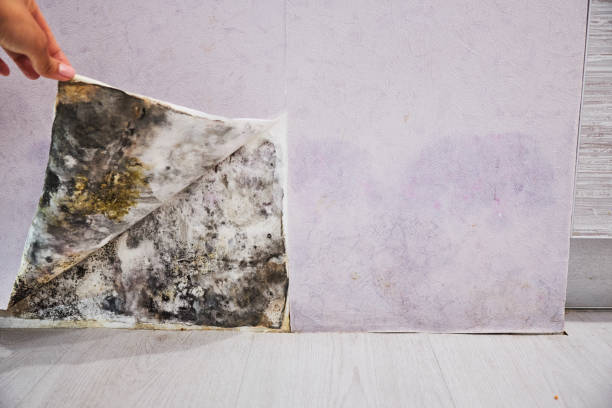 Best Attic Mold Remediation in Delevan, NY